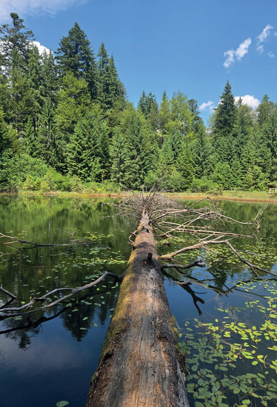 Wooden pool